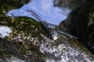 Dragonfly at Månafossen